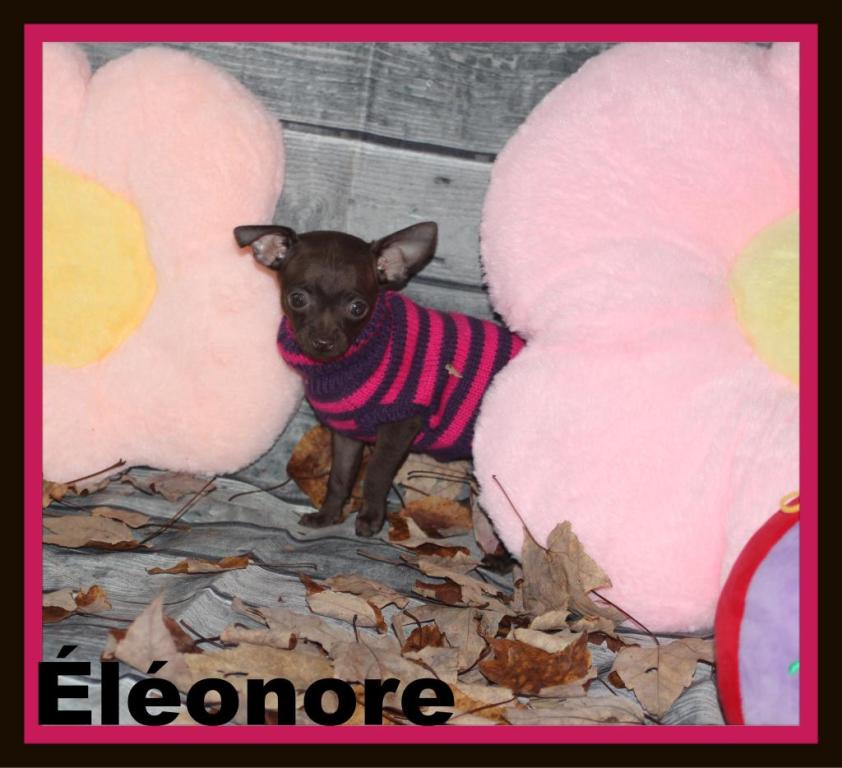 Cliquez pour agrandir