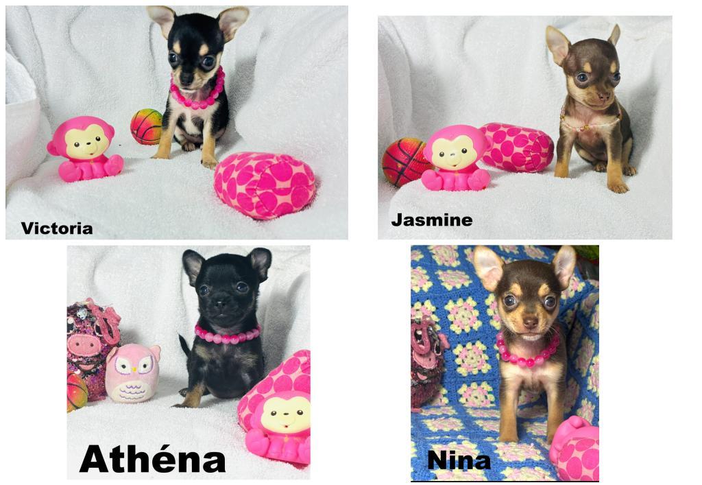 Cliquez pour agrandir