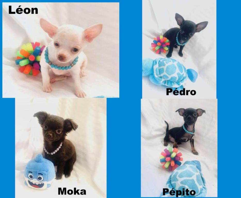 Cliquez pour agrandir