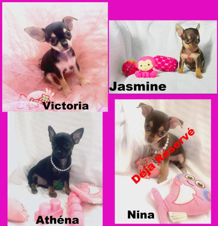 Cliquez pour agrandir