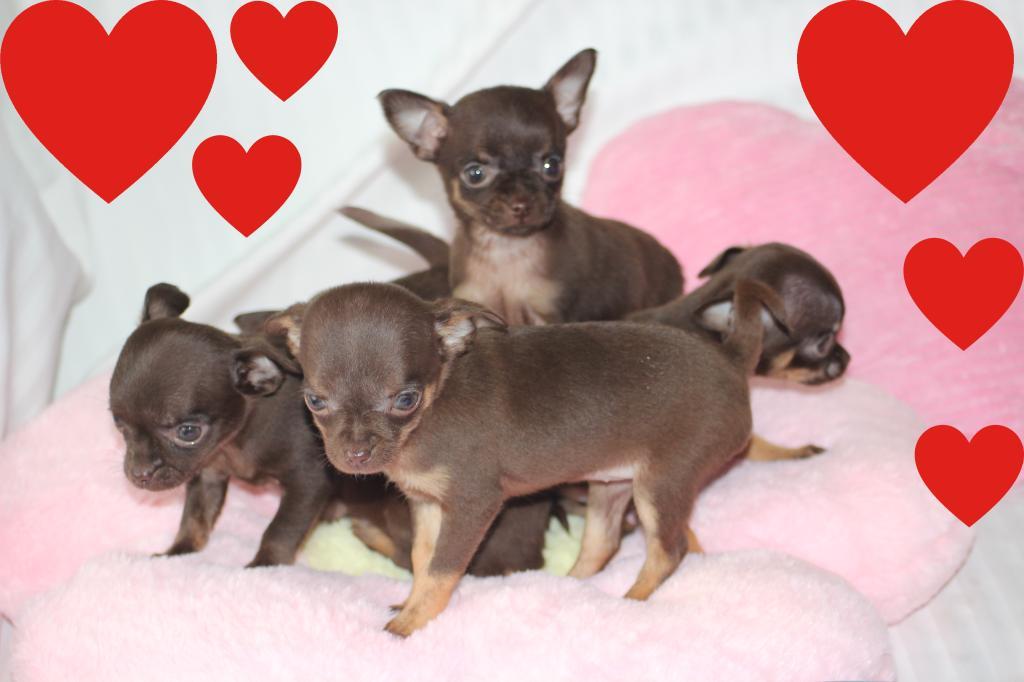 Cliquez pour agrandir