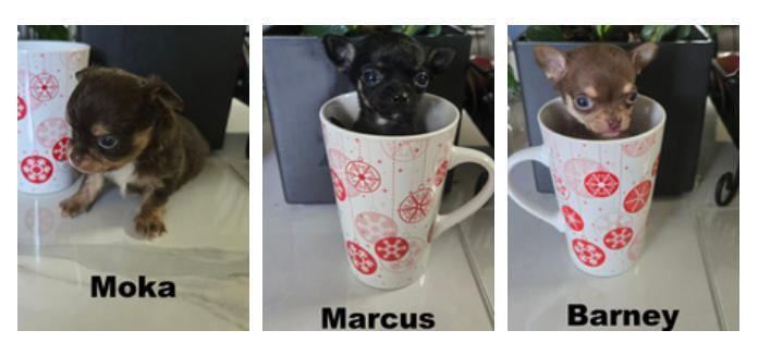 Cliquez pour agrandir